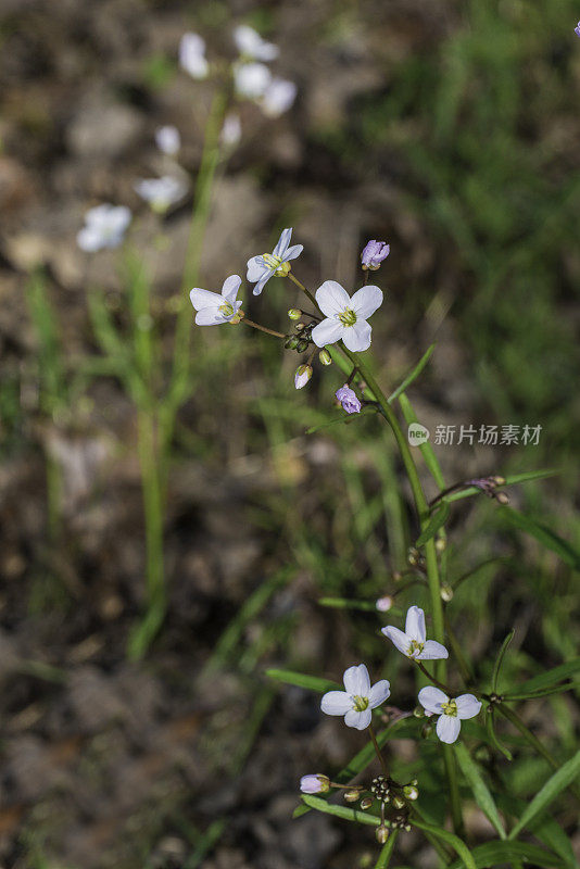 Cardamine california (Milkmaids)是十字花科(Brassicaceae)的开花植物。